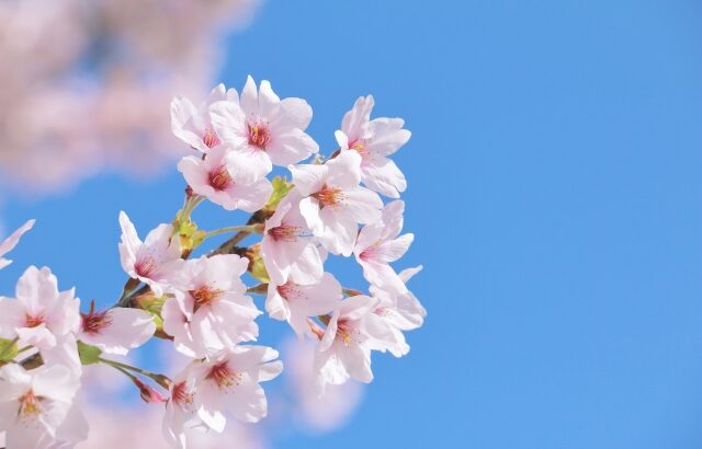 音高受験、今年も無事合格しました